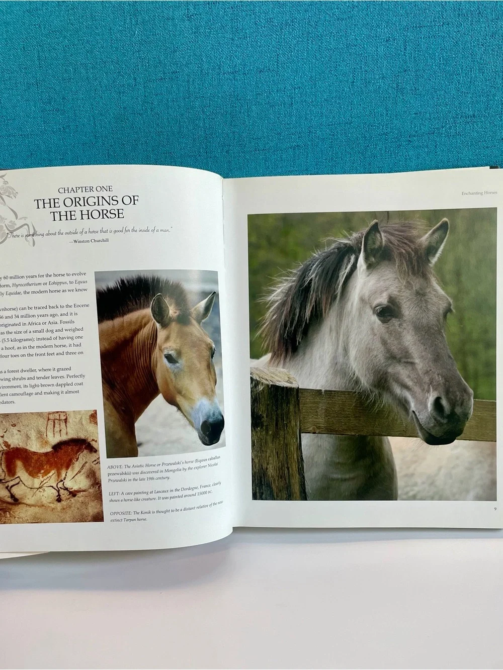 Enchanting Horses by Jennifer Anderson Hardcover book